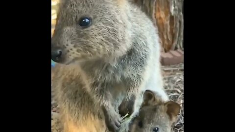 Cute funny Quokka -133