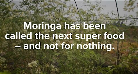 MORINGA - THE HEALTHY SUPERFOOD