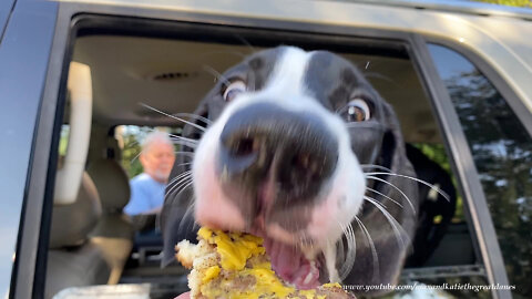 Funny Great Dane Puppy Complains Burger Service Is Slow