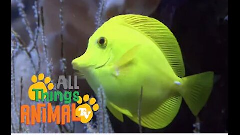 SEA ANIMALS | Animals For Kids | All Things Animal TV