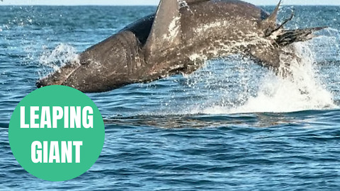 Basking shark filmed leaping out of the water off the Irish coast