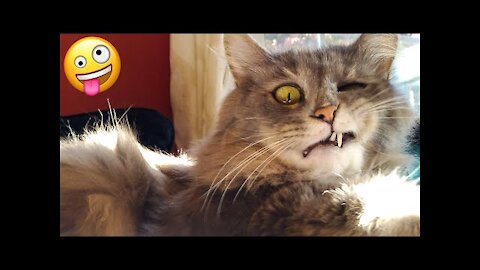 Cute Cats And Dogs That Will Make You Laugh 😂 - Funny Animal Compilation #1
