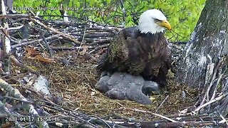 Hays Eagles H19 Eaglet tastes and bites Mom s Talons 4.17.23 11:56am