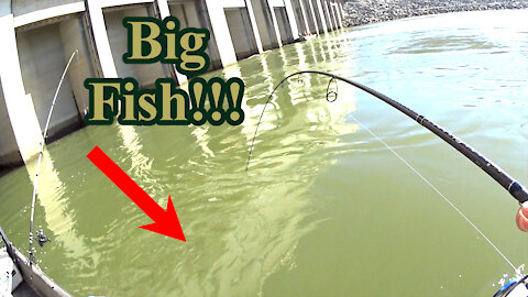 Drum Fishing Mania! Big fish caught below dam!