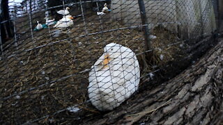 Duck Resting Head on their back