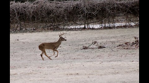 Texas Night Hogs & Deer Weekly, 1/17/24