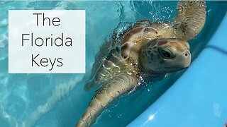 A Florida Keys Tour: Bahia Honda, the Turtle Hospital, Key Largo and Key West
