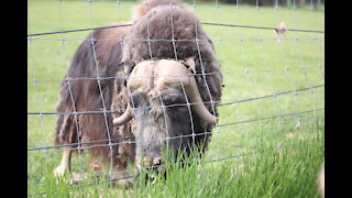 Muskox at UAF (University of Alaska, Fairbanks) in June, 2021