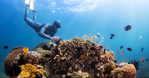 Puerto Galera Amazing Under Water View!