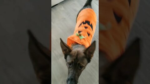 ATTACK OF THE PUMPKIN?! 🎃🐾 #shorts #dog #dogs #funny #germanshepherd #cute #fyp #love #viral #lol