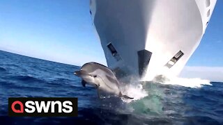 Stunning footage of dolphin keeping pace with GIGANTIC superyacht