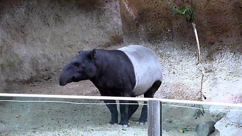 Malayan Tapir (weird looking animal)