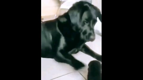 Angry_*cute_#puppy_#with_#mother_*fight*and_*car_#sleeping_*funniest_*🥀🤣🤣