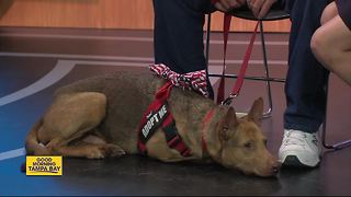 Pet of the week: Buddy is a beautiful 4-year-old German Shepherd who needs a home