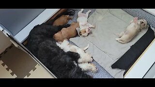 Sheba's Pups (W Litter) -2 wks old(1)