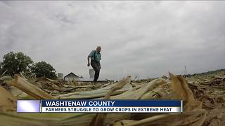 Farmers struggle to grow crops in extreme heat