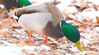 Male Arctic Mallard Duck Drake Foraging under Snow in Winter