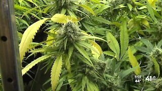 Marijuana in Missouri
