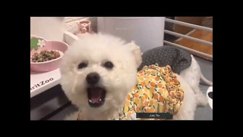 Baby Dogs - So Cute and Funny Dogs Video