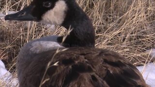 Colorado community helps goose survive the winter