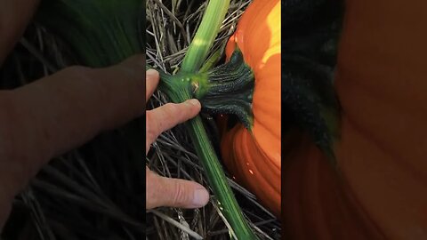 DON'T Pick Pumpkins This Way!