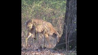 Deer in a forest