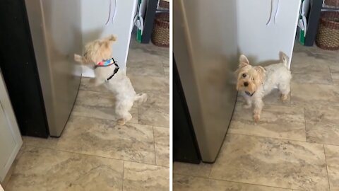 Yorkie desperately tries to break into the fridge