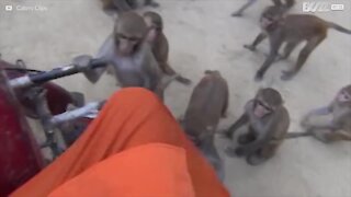 Uomo di 79 anni assaltato da scimmie affamate!