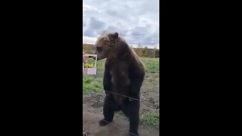 When Bear Asked for food