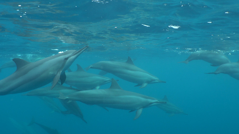 Hundreds of Dolphins Form Rare Superpod: SNAPPED IN THE WILD