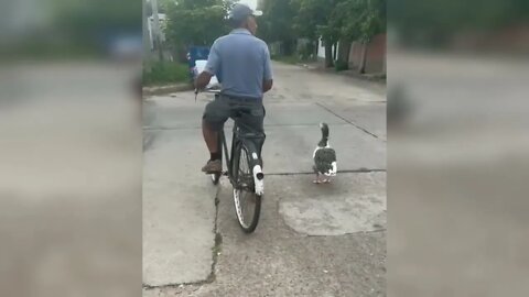 Increíble! Un ganso muy particular en la ciudad - David "Chiquito" Pettinari y "Gansi"