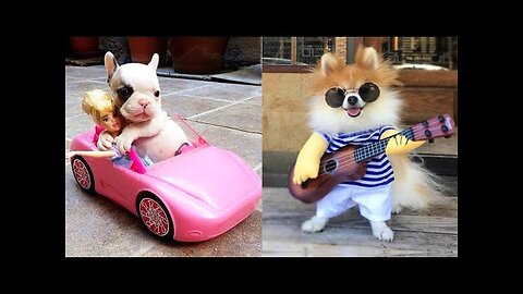 Baby Dogs - Cute and Funny Dog Videos Competition #6