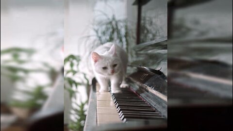 A Cat Walking Over The Piano Keyboard #short 3