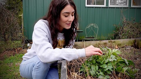 Surprises Growing in the Medicinal Garden & BIG Homestead plans!