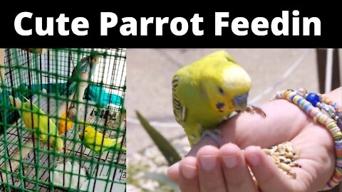 Cute Parrot Feeding