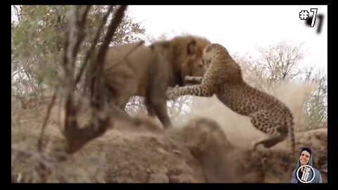 14 CRAZIEST Animal Fights Caught On Camera