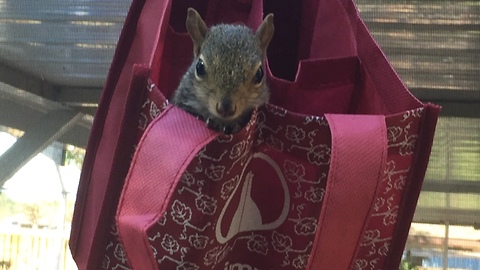 Checking out baby squirrel nest