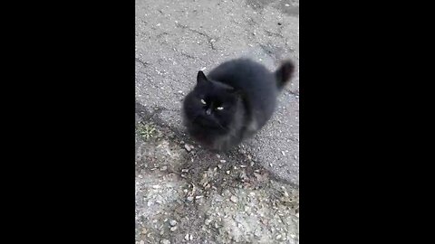 Сute black cat walking and meows