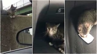 Un automobilista soccorre un gatto intrappolato in autostrada