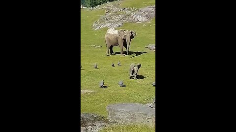 funny 😝 animals video elephent and please follow my chennal