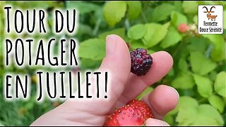 🍅Tour du POTAGER en JUILLET! Ohhhhh!!🍓 #312