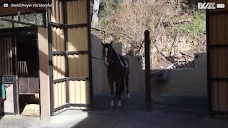 Il prurito è atroce! Ecco il cavallo dal muso impazzito