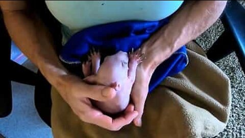 Bebisvombat får den här fantastiska skönhetsbehandlingen