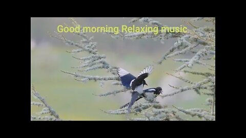🌿Relaxing Music with Nature Sounds - Waterfall moments meditation HD🌿