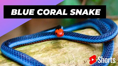 Blue Coral Snake 🐍 One Of The Most Beautiful Snakes In The World #shorts #coralsnake #snake