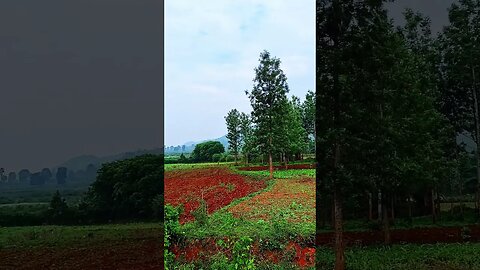 Way to Paderu - Visakhapatnam