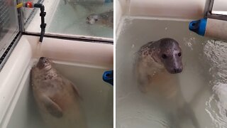 Super relaxed seal chills out under running water