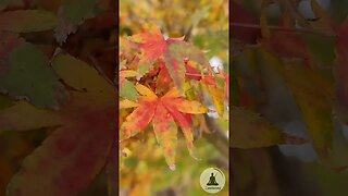 🍂 Escape into Autumn's Embrace 🍁 A Serene Video of Japanese Maple Leaves