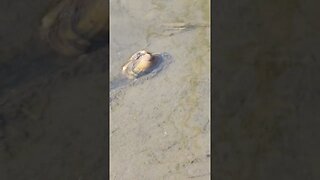 This is the fastest clam I've ever seen