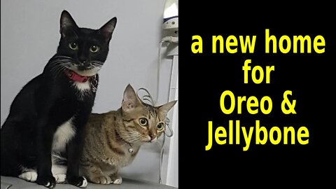 A new home for Jellybone & Oreo - We are really sad to leave our kitties behind.